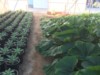 So.Cal.Grower