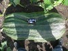 Dorset Farmers - MarkB