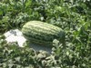 XXL Melon