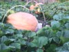 PUMPKIN HOUSE