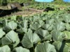 Henry-the giant pumpkin grower