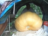 me behind my pumpkin day 35 123 circ 468 lbs