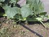 1020 Papez Octipumpkin--Flat Double-wide Vine Pic 1