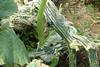 white frothy fungus - sclerotinia?