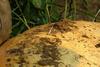 Root growing from bottom of pumpkin