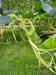 Main vine growing to the sky