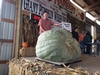 1844.5* Holub World Record Giant Squash