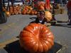 Hilger's Giant Pumpkin Weighoff