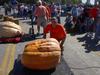 Hilger's Giant Pumpkin Weighoff