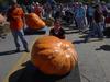 Hilger's Giant Pumpkin Weighoff