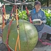 470.5 Connolly WR Bushel Gourd