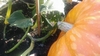 150 pumpkin Stem.  Good all year