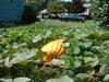 Another fine pumpkin at Bart's place.