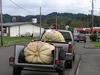 All my pumpkins full grown