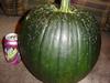 unusual pumpkin shaped marrows