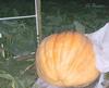 A Big Pumpkin