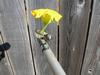 Flower picking tool - photo 1