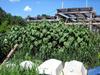 Giant sunflowers