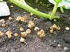 Fungi in my pumpkin patch - a problem?