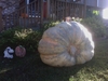 404 lb. pumpkin