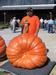 Crowd Selected Prettiest Pumpkin