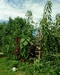 Giant amaranth (Amaranthus australis) 