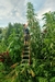 Giant amaranth (Amaranthus australis) 