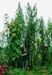 Tallest amaranth currently estimated at over 23 feet tall