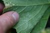 underside of yellow leaf spots