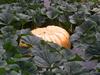 Some pumpkins like to lie on their backs and bask in the sun.