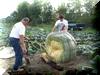 Loading the Squash #8