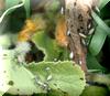 Squash Bug Nymphs