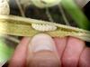 Squash Vine Borer