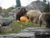 Minnesota Zoo Grizzly Bears with 500 lb pumpkin