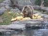 One Hungry Bear