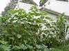 sunflower & corn along house