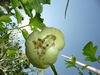 Tomato on second 7.33 Hunt plant (bottom view)