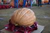 2002 Topsfield Fair - #74 - 312.4 lbs by Tom Dacey