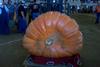 2002 Topsfield Fair - #11 - 854.6 lbs by Al Berard