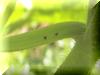 _Squash Vine Borer Eggs-(Pair)