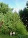 18 ft tall & 13 ft. wide Amaranthus cannabinus