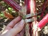 Amaranth stem (7 1/2 in. circumference)