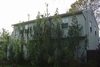 amaranth and corn along the back of the house