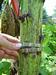 10 inch stem circumference on Craven sunflower