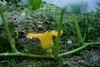 green thumb 2 pumpkin