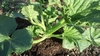 My Giant Pumpkin is Growing!