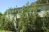 giant amaranth and giant corn along the back of the house