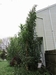 hybrid amaranth along the back of my house