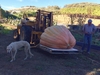 Jose cardenas pumpkin