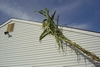 tallest Tehua maize - maybe about 26-27 feet tall or so - yet to be measured